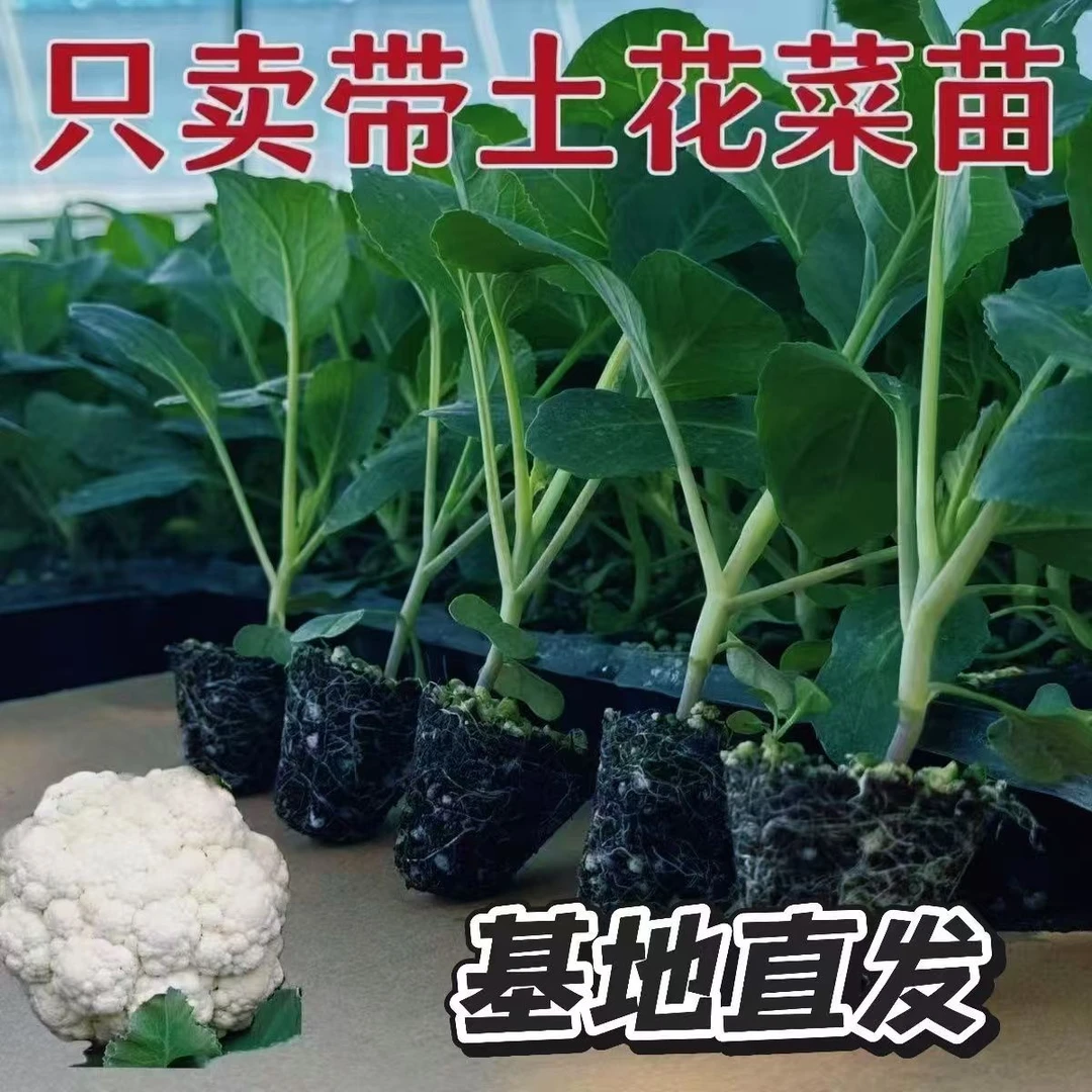 有机花菜苗秧苗青梗松花菜种苗四季阳台庭院种植新鲜花椰菜绿色苗
