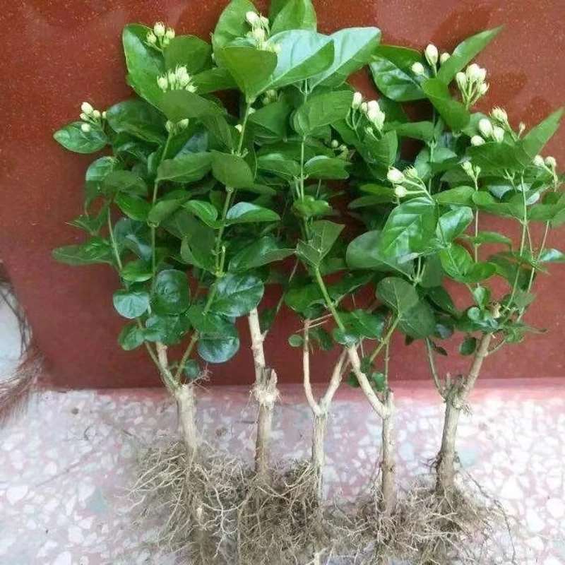 《带花苞》重瓣茉莉花苗花卉盆栽四季开花庭院窗台观花植物