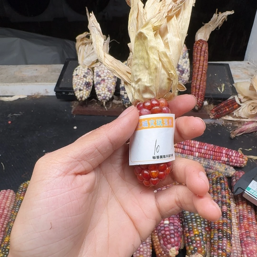 不***.柏香籽/百香籽吊坠