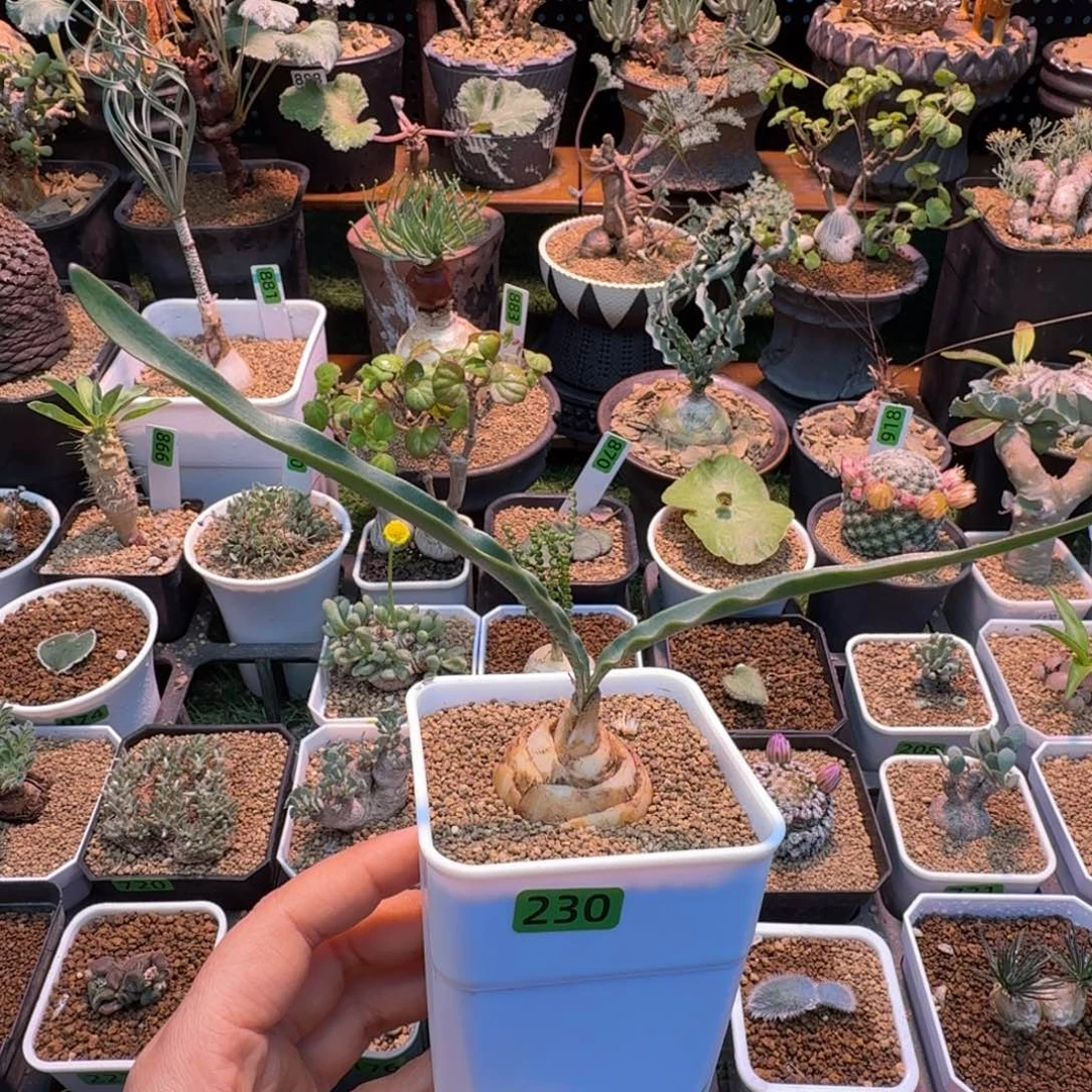 巨波叶雪莲230 仙人球