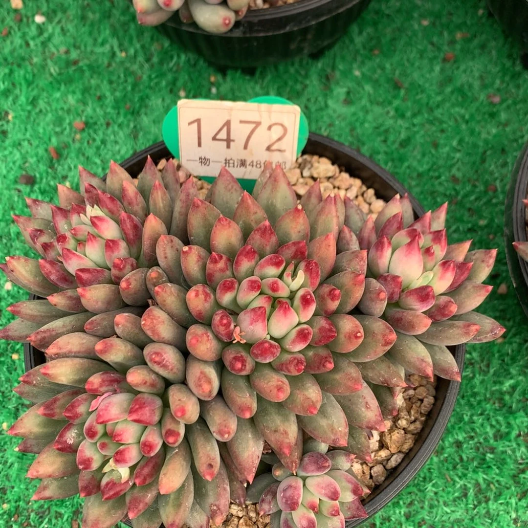 二代虞美人无砍平头1472