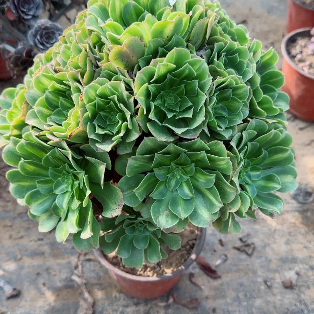 翡翠琉璃236号20包邮断枝不包