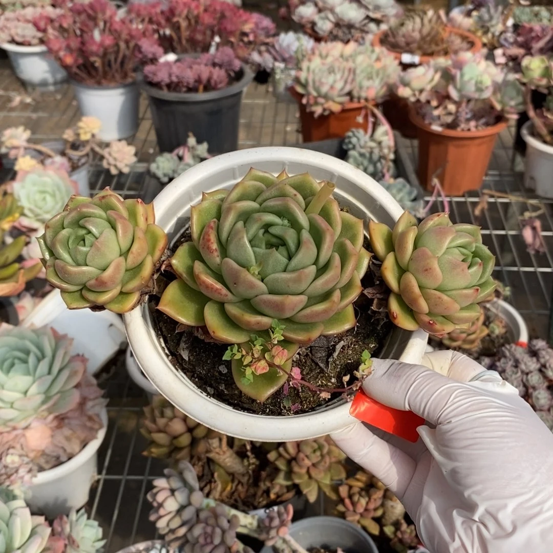 007白玫瑰一物一拍