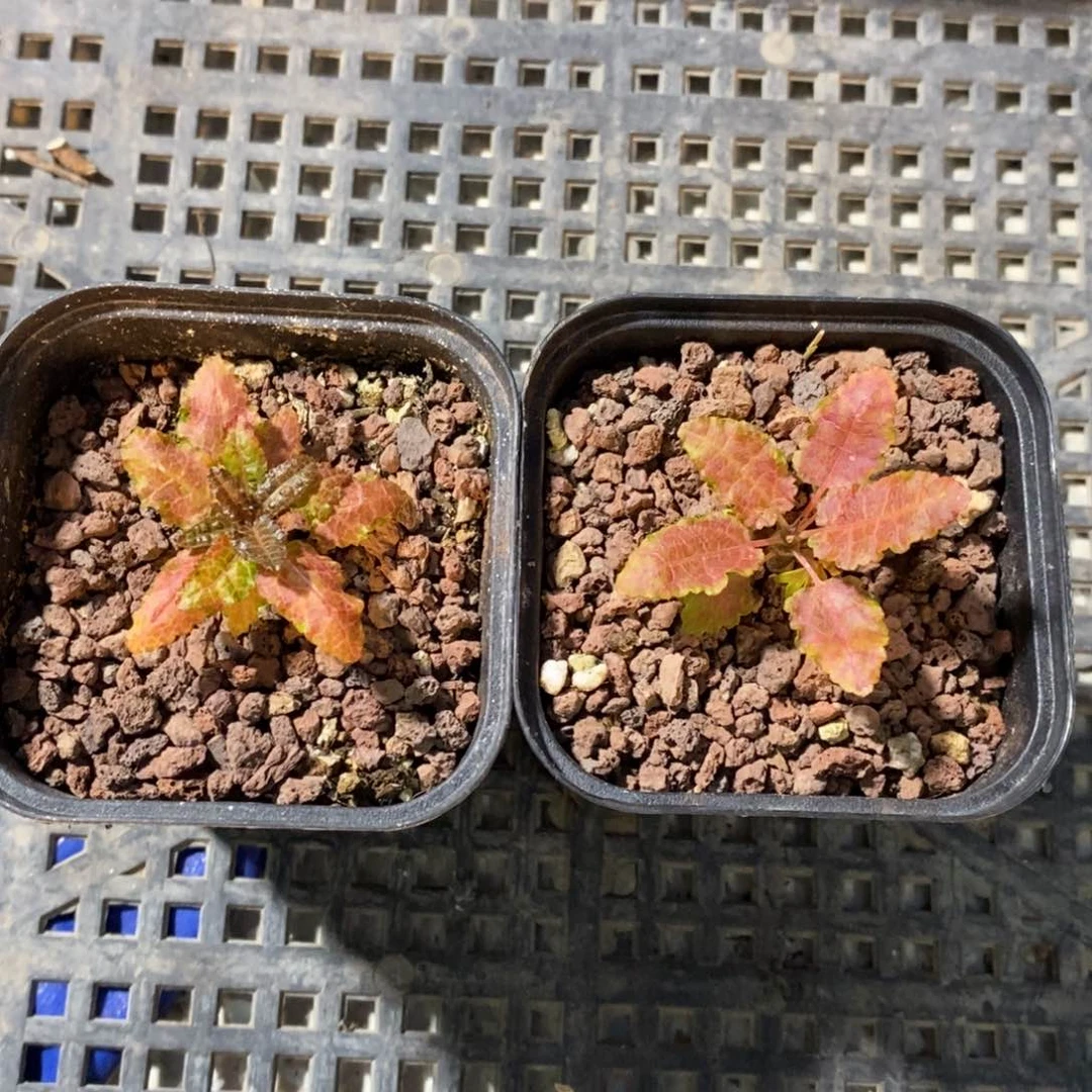 夏**阳娜娜乳香实生带盆