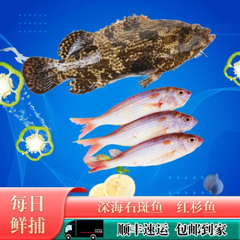 龙胆石斑鱼4条+红杉鱼1斤 湛江本港深海鱼水产海货海鲜共约4.5斤