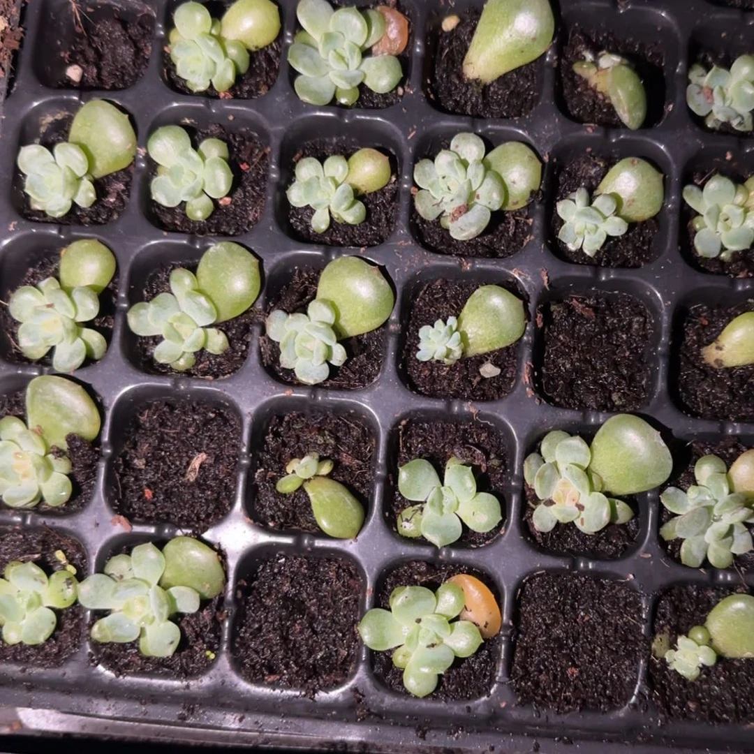 风花无编号中苗穴一个满25包邮