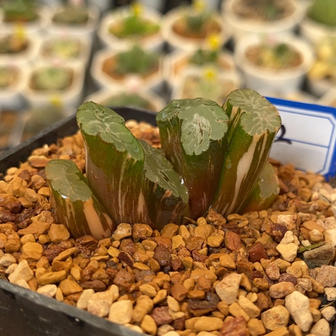 22号北斋玉扇锦多肉