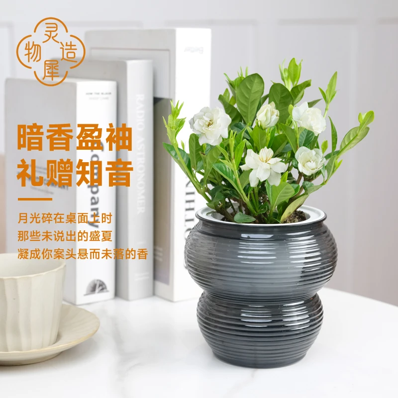 【灵犀物造】栀子花盆栽易养喜阴四季桌面水培植物办公室客厅