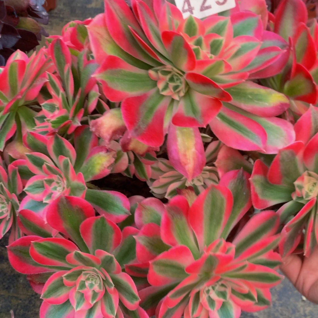 【闪购商品】423女巫多肉