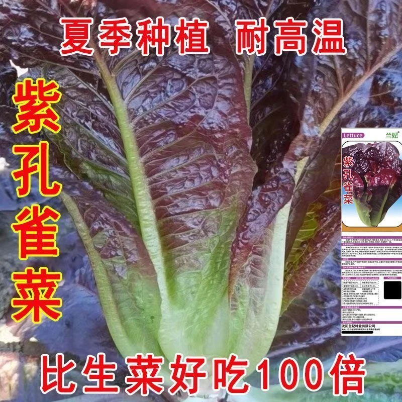 紫孔雀菜种子不生虫不打药生吃脆甜高营养四季生菜种子