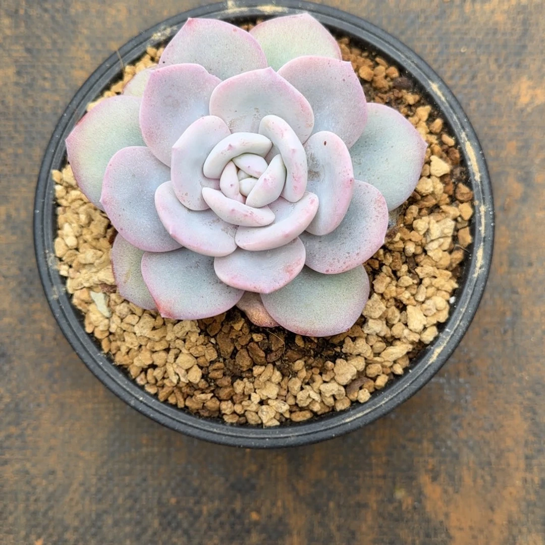 多肉植物奶茶寄养