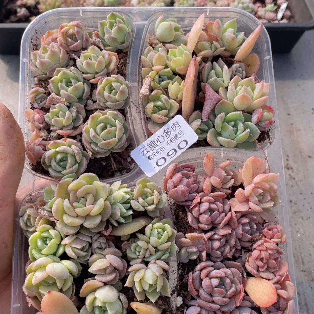 云糖心多肉植物90