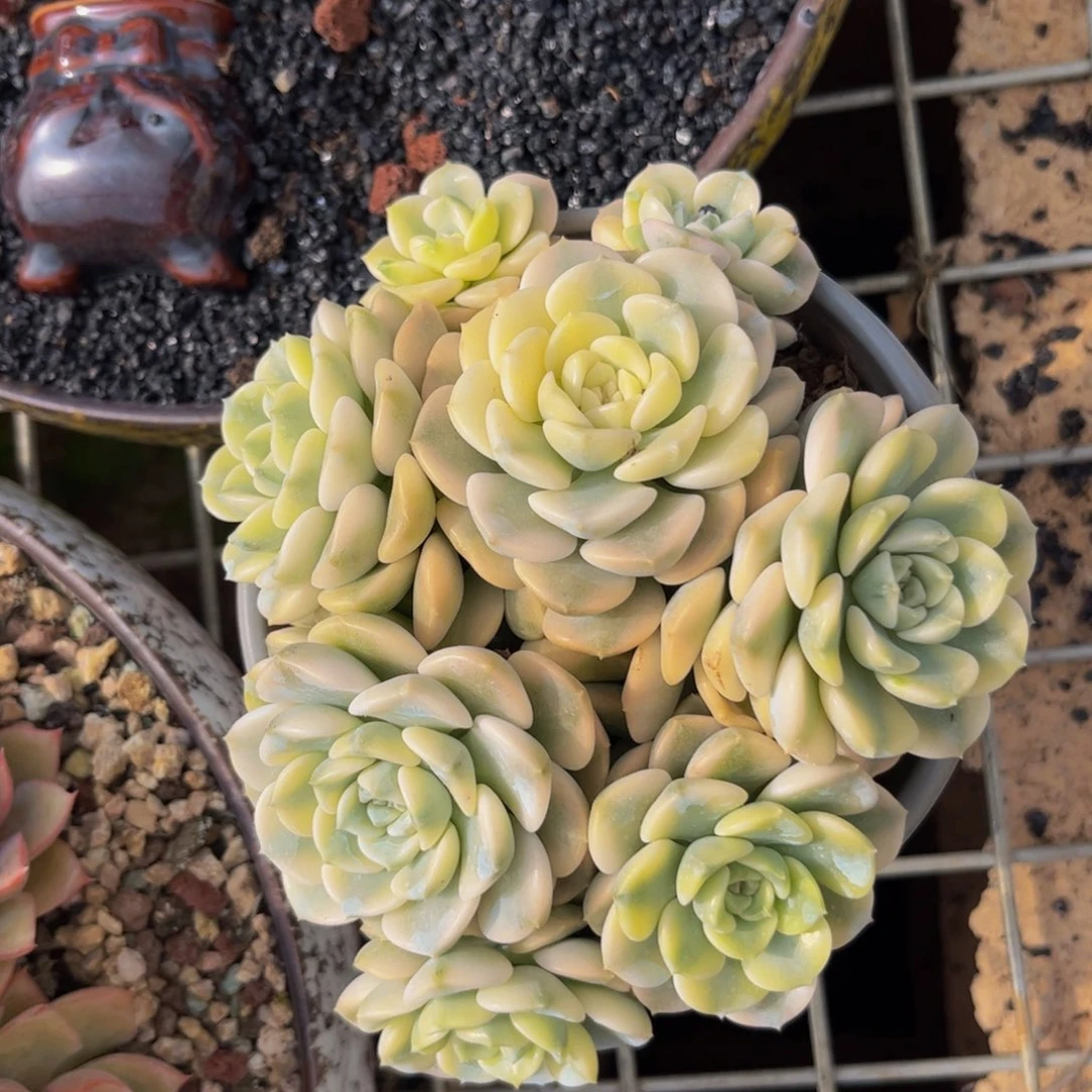 新疆西藏内蒙不发货，粉布偶锦