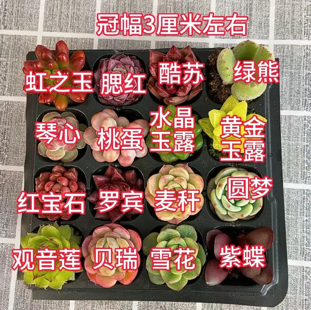 小精品贵货多肉植物盆栽 冠幅3厘米左右 嫌小勿拍 多肉植物