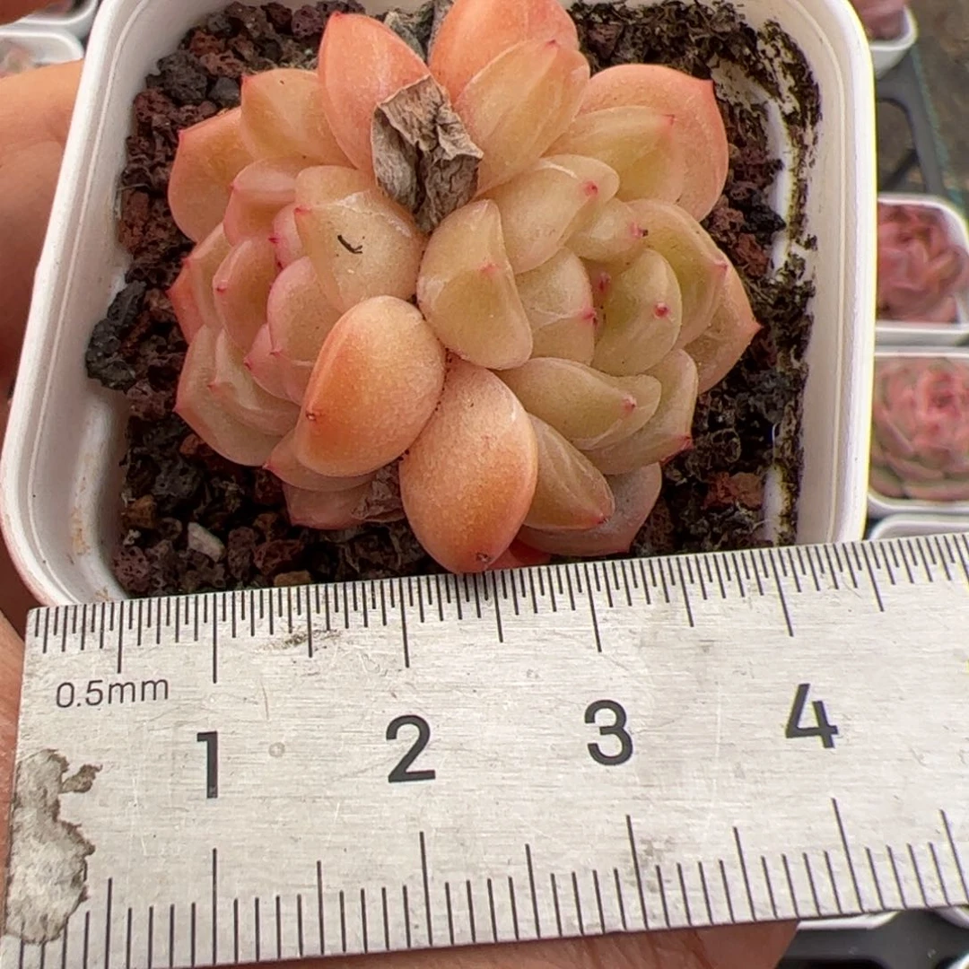 #*635 多肉植物组合