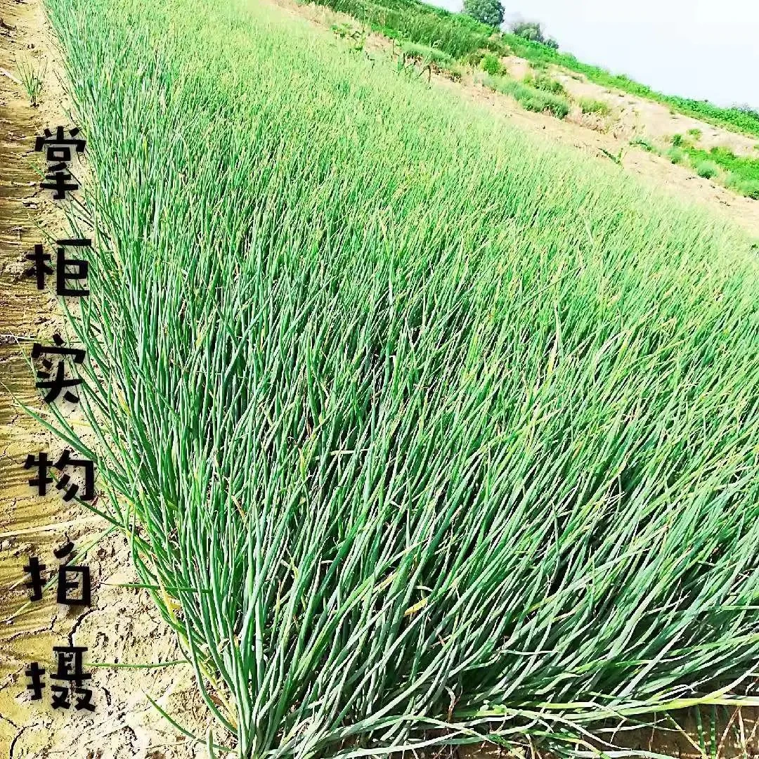 新鲜小葱湖北露天现挖现发葱无保鲜剂农户菜园子种植四季常青葱头