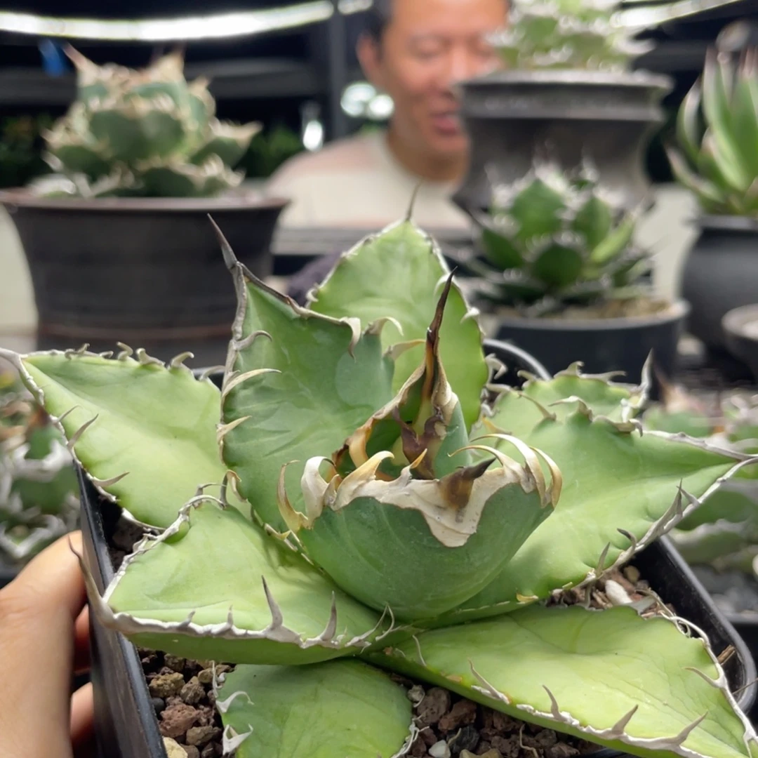 野二888888888888888