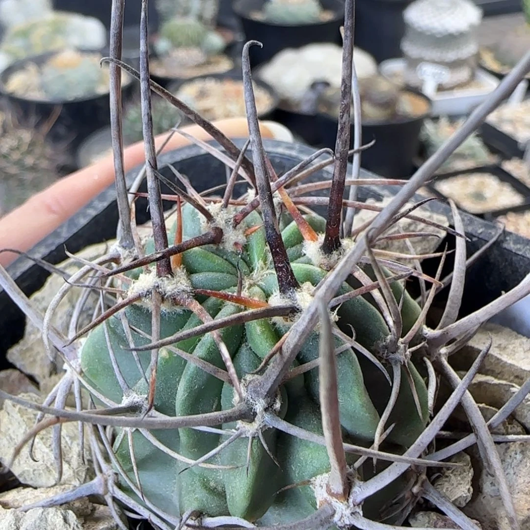 511实生狂风多肉