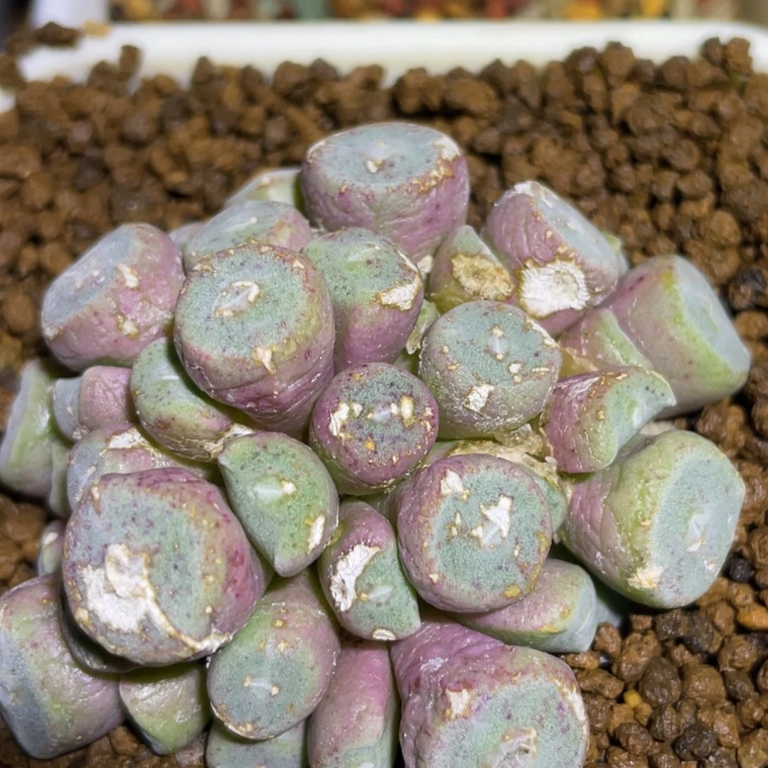 毛纽扣群生植物一物一拍