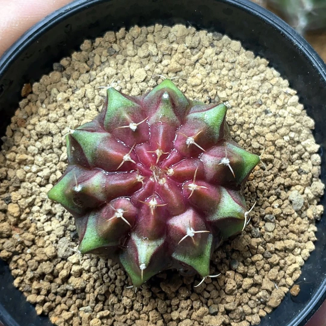 无花朵泰系实生根，梦想轮回18