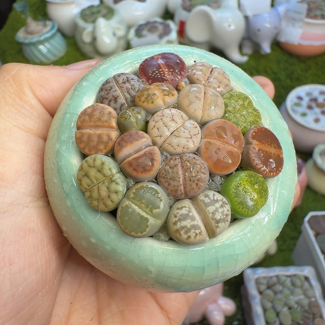 多肉植物福利冲585