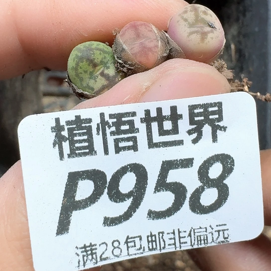 多肉植物的润泽的车