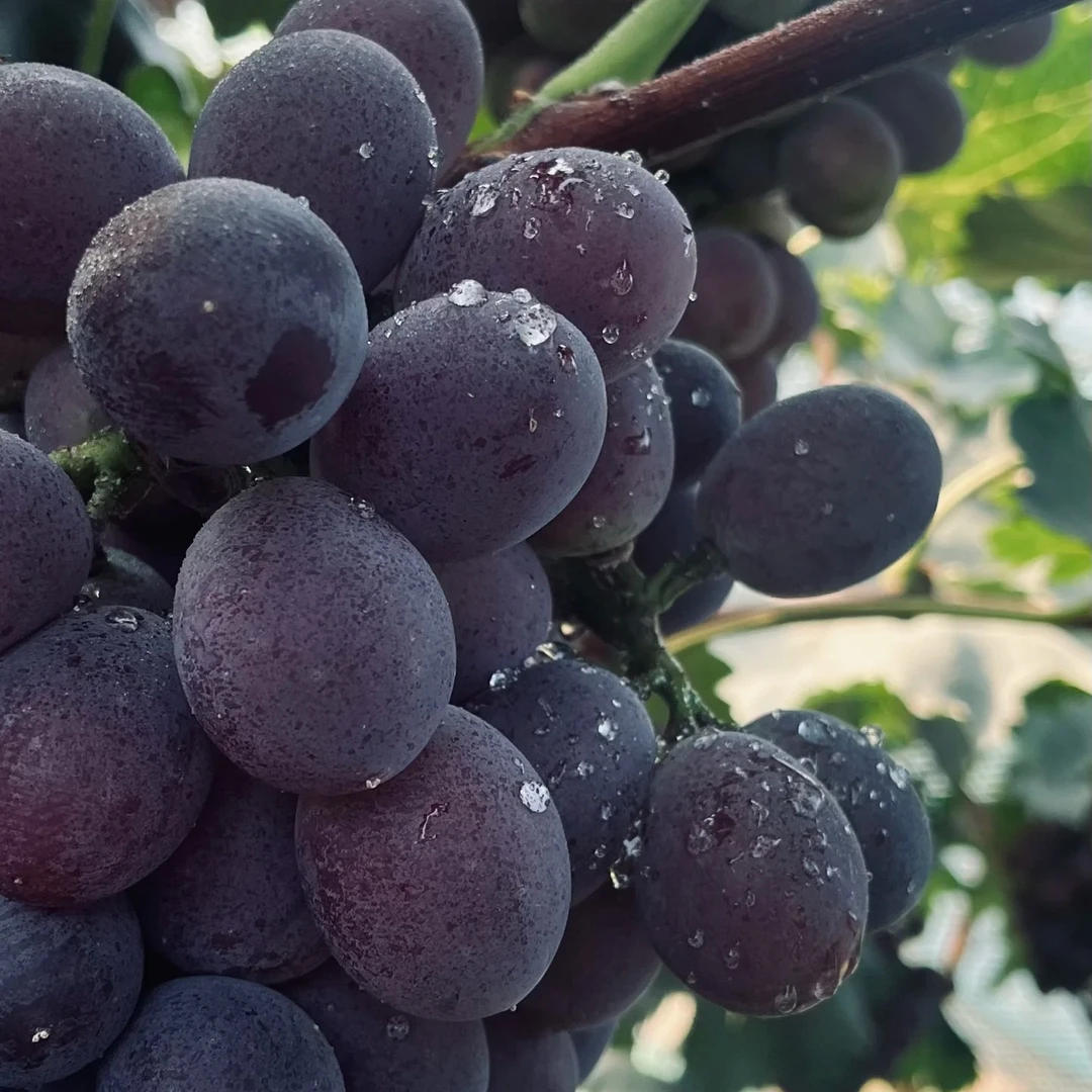 【彤果良品】辽宁辽峰葡萄一串2.6到3斤；当季新鲜水果，无核无籽，口感巨甜，比巨峰葡萄好吃葡萄同城送辽宁省