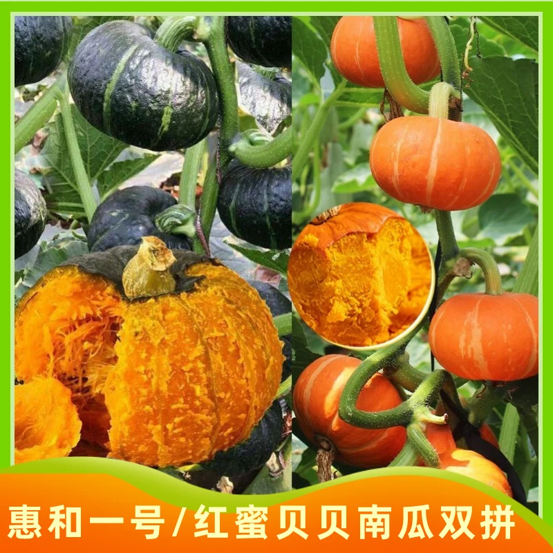 【已沉糖】惠和一号贝贝南瓜口感香甜 红蜜贝贝肉厚好吃净重4.5斤