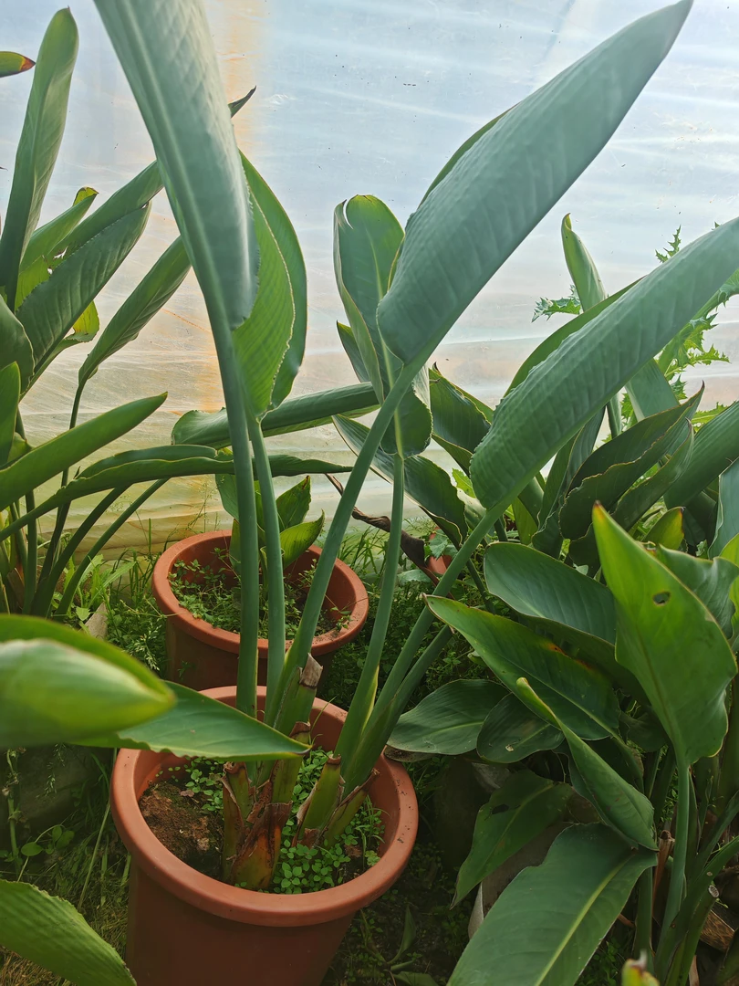 大连正宗开花鹤望兰天堂鸟花绿植天堂鸟基地八年苗纯开花水晶兰