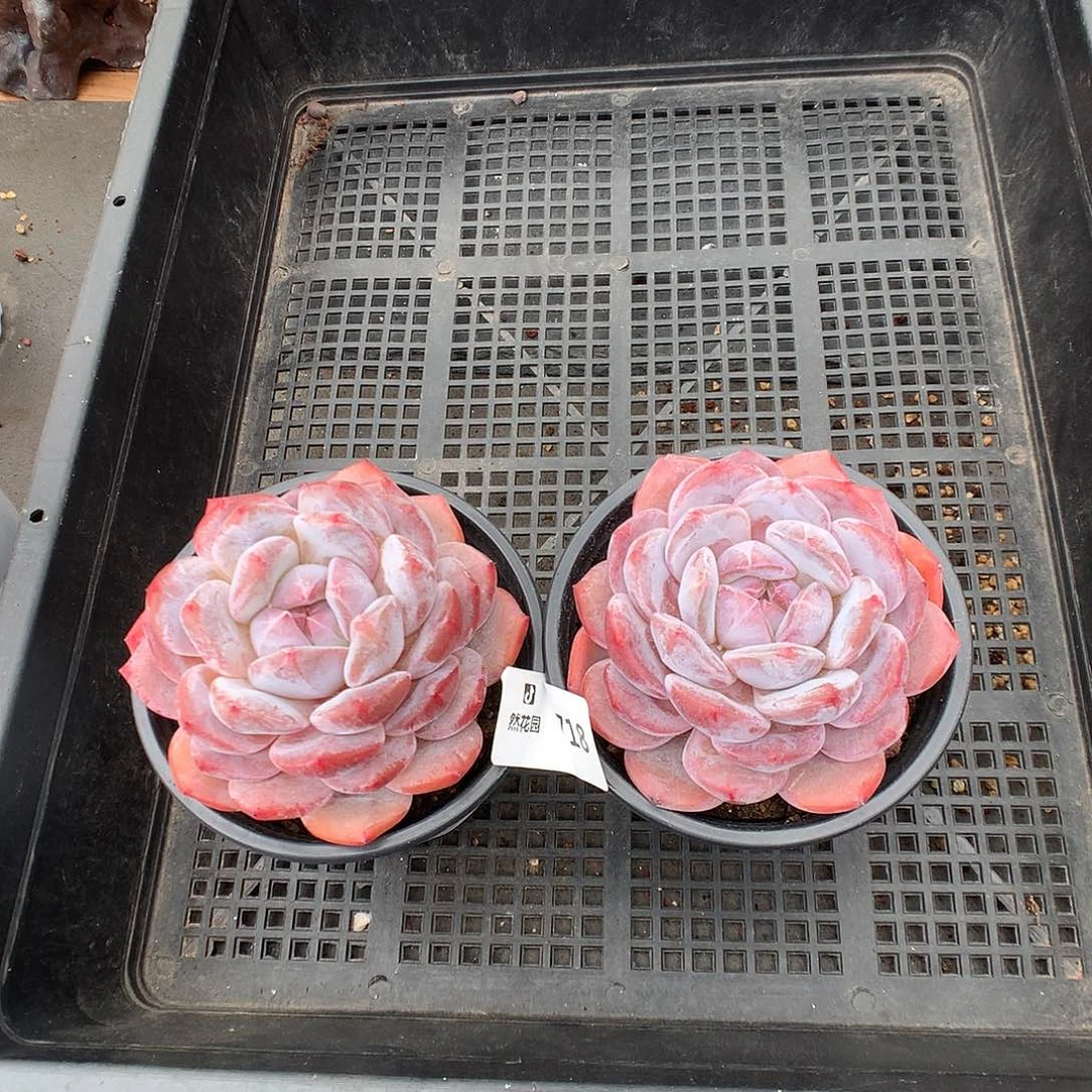 718粉星影多肉植物66666