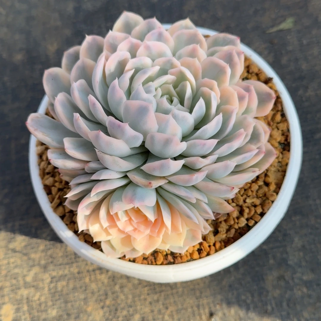 雪球锦锦上园艺一物一拍