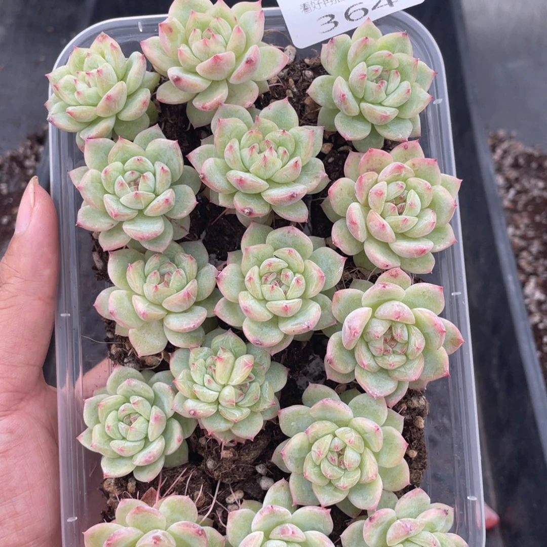 云糖心多肉植物364