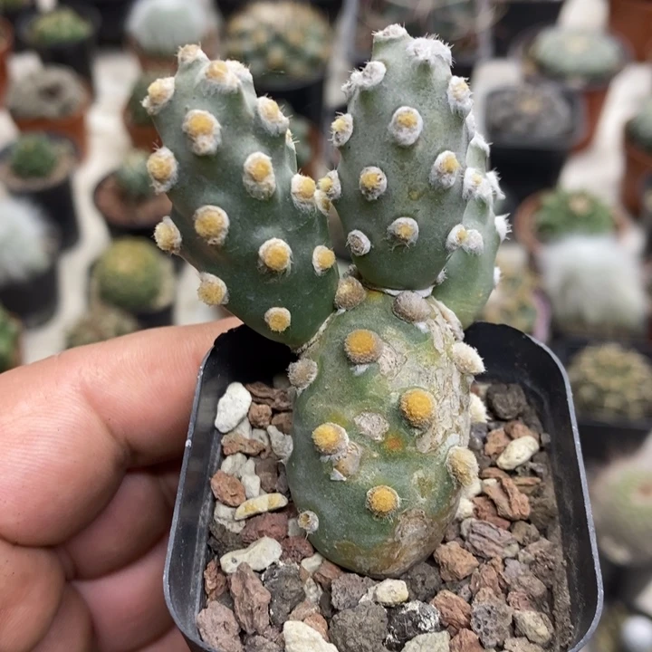 肖壶团扇特价福利