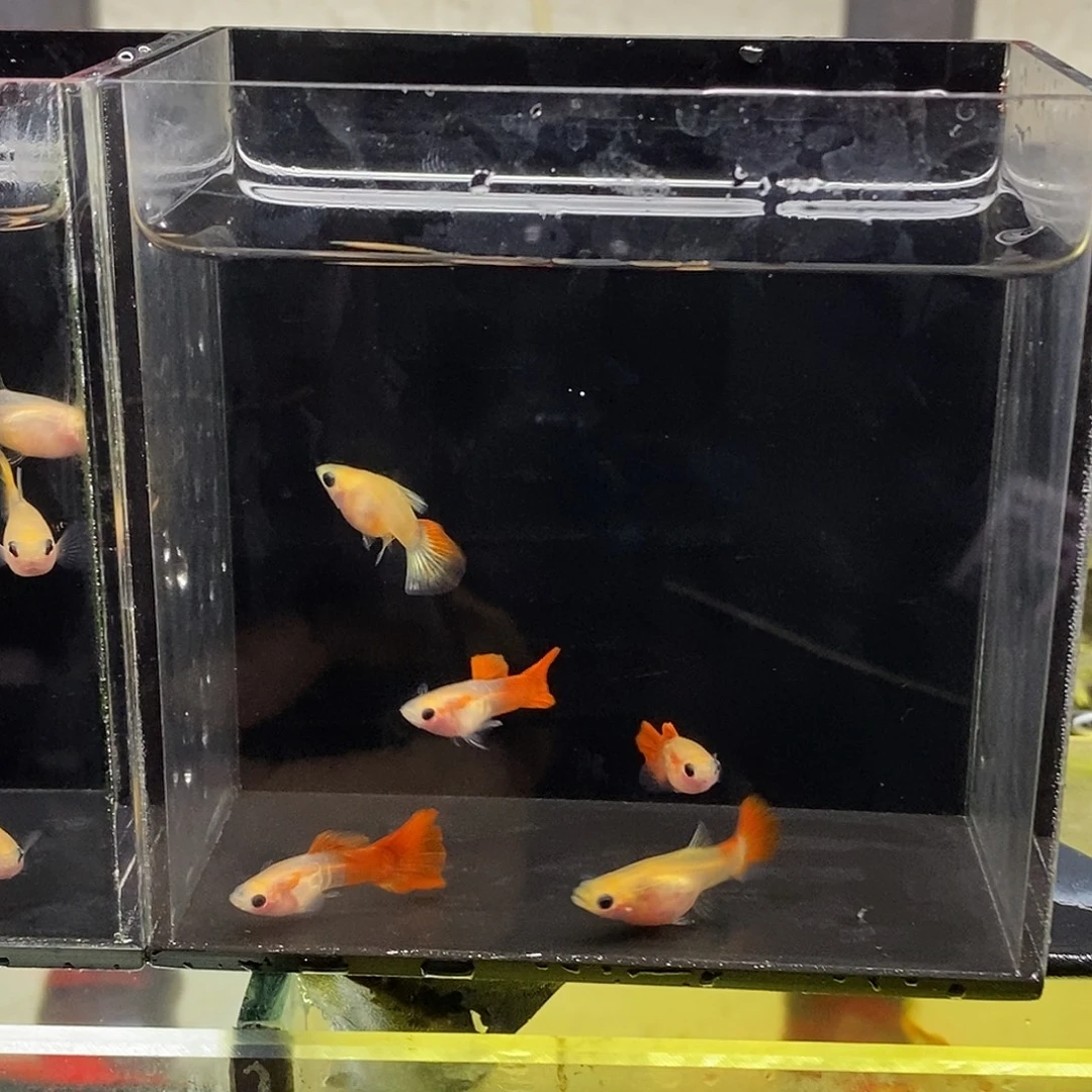 孔雀鱼银河红尾玻璃猫3公2母特价福利