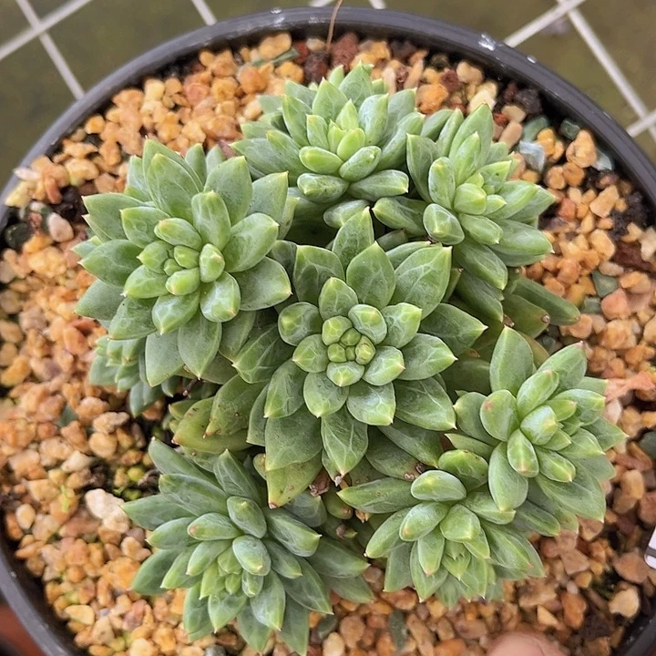 惠兰美人27180多肉植物