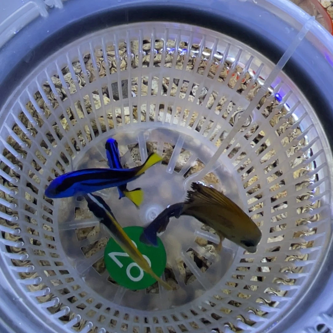 海水鱼黄狐狸一条顺丰包邮