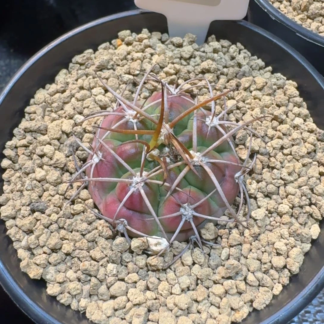 仙人球良宽一物一拍