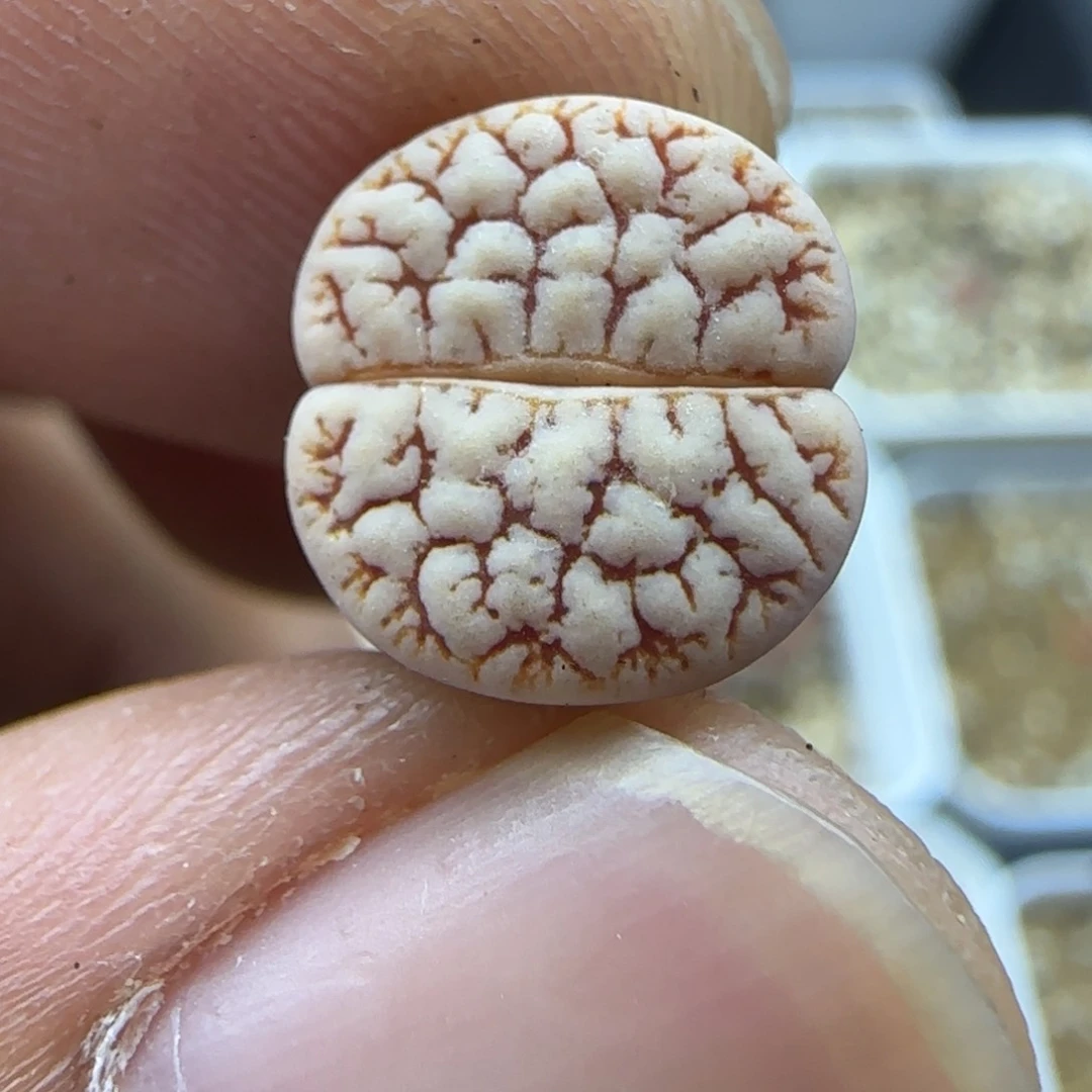 495 生石花大棚直播