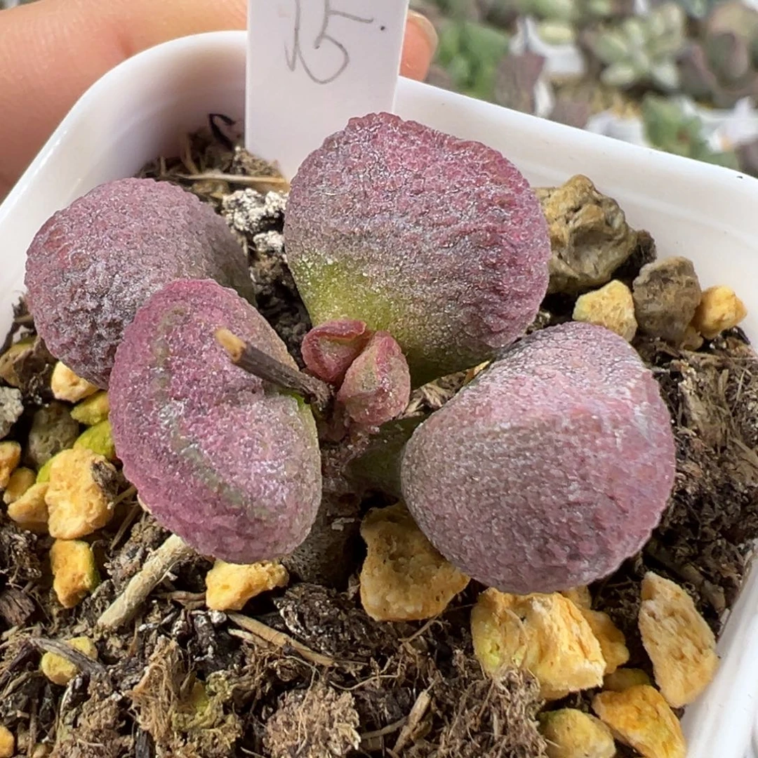 w夏娃多肉植物水泡