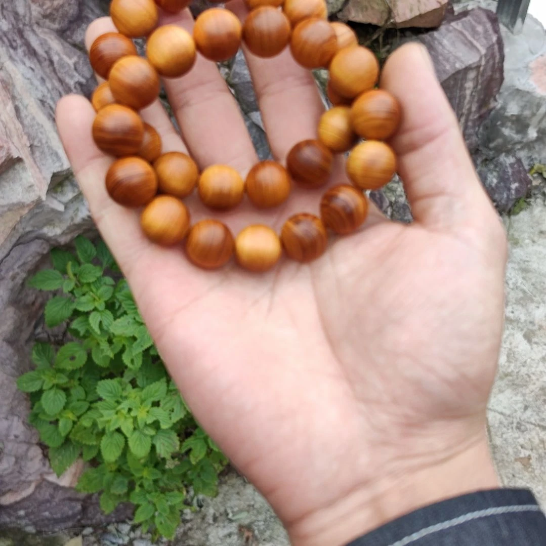 1.5黄金底太行崖柏一条