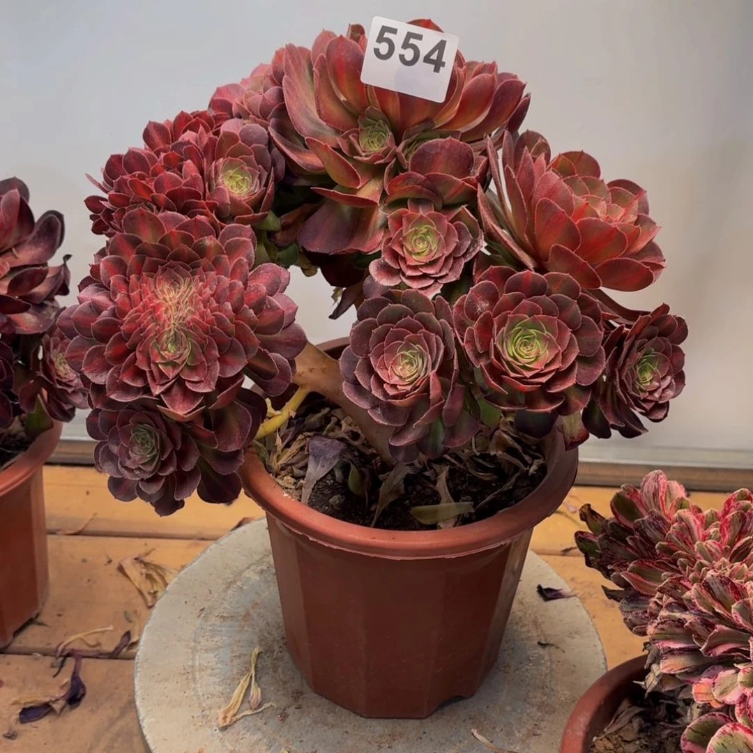 猫***?多肉法师倾城中班缀554