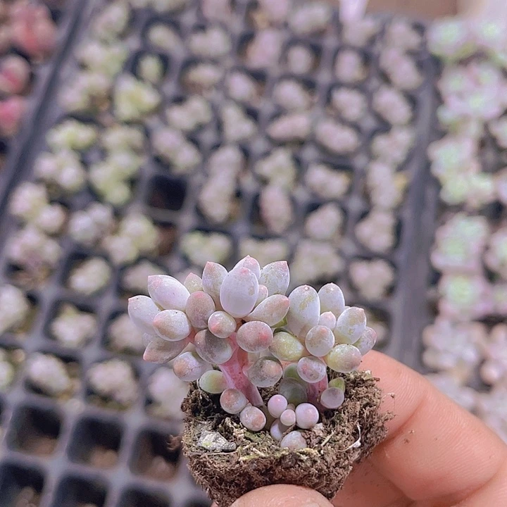 婴儿手指【满10颗包邮】