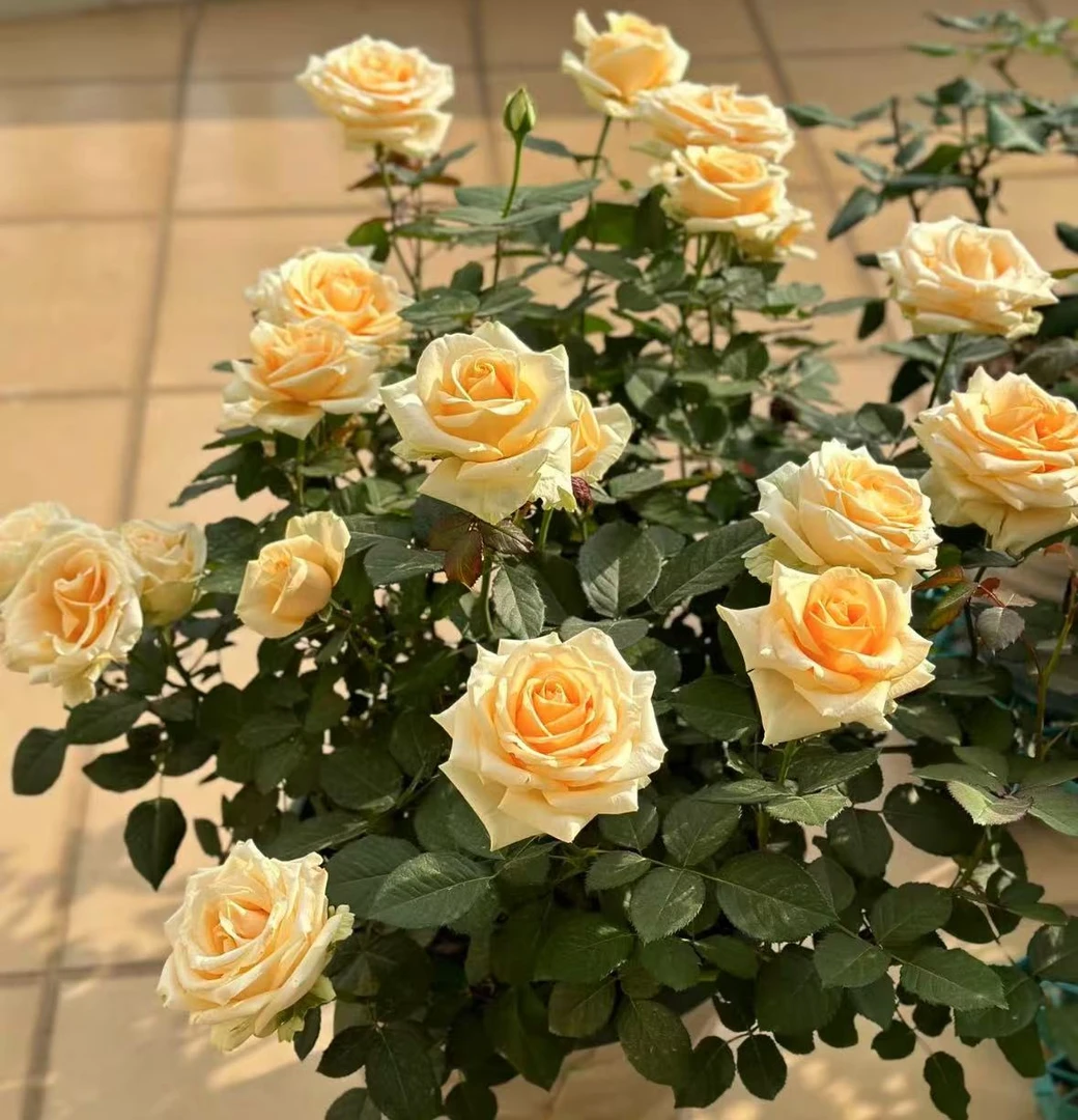 《蜜桃雪山》高级花月季，黄色系 开花量大，耐热性强