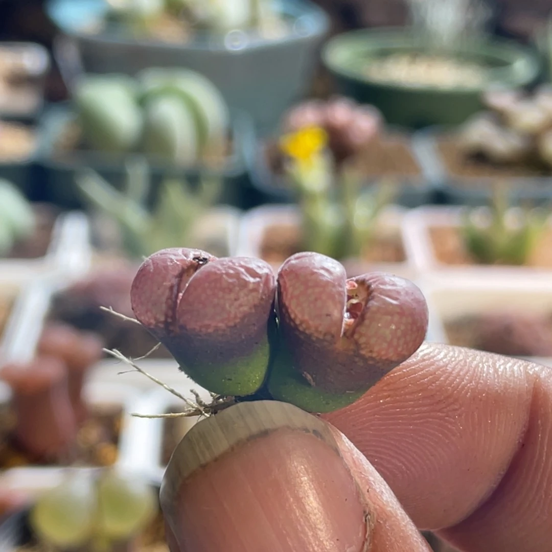 双头福利红风铃植物一物一拍