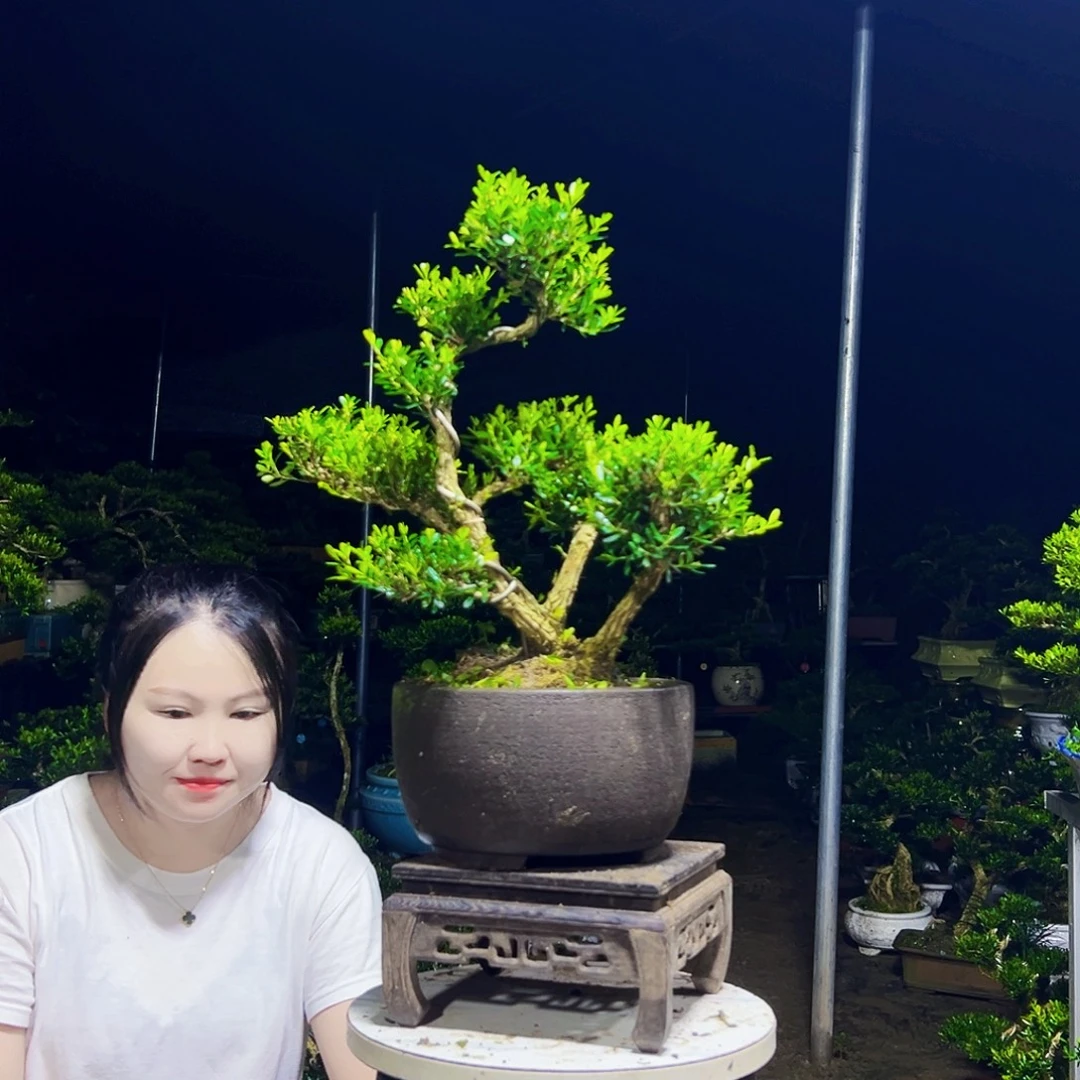 无花朵黄杨木