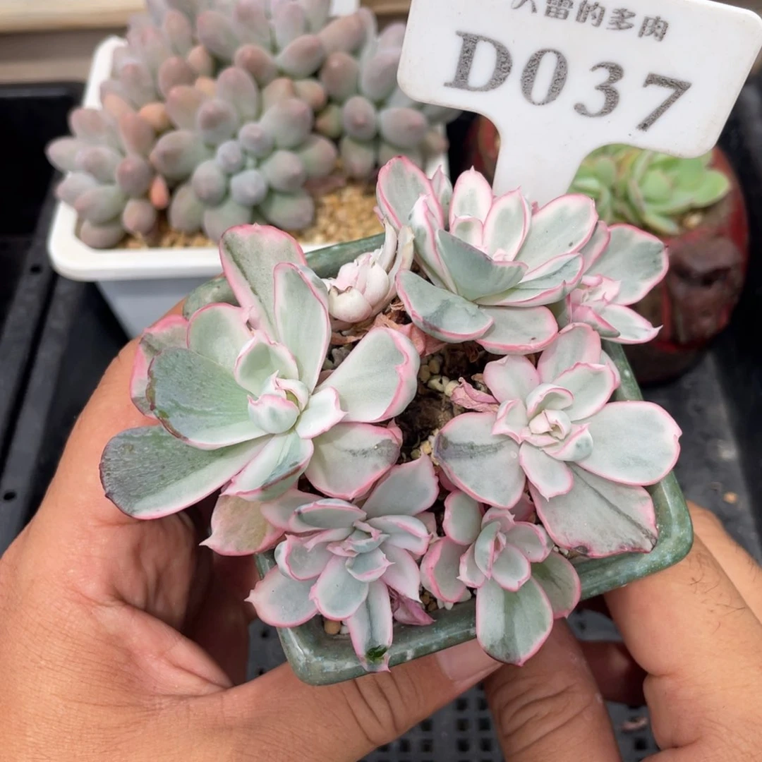 037伯克利锦不带盆10厘米