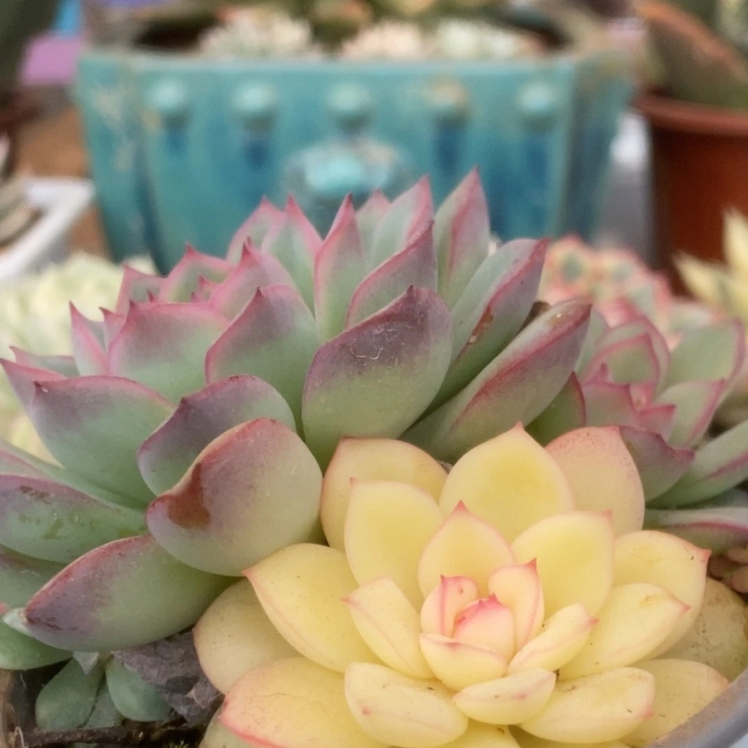 172雨燕座锦锦锦锦锦