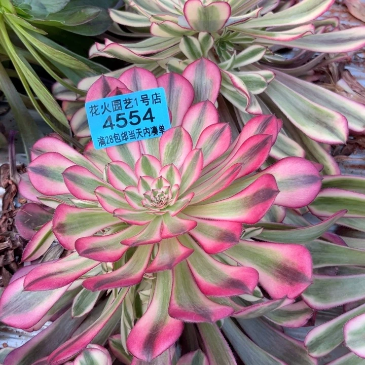 红铜白4554多肉植物