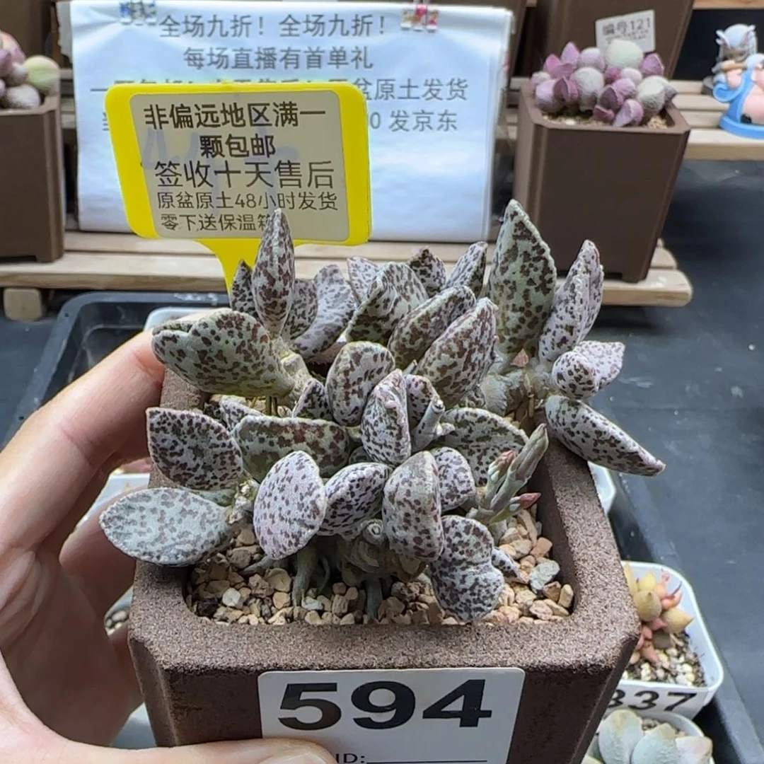 沉*?594皱叶马蛋多肉