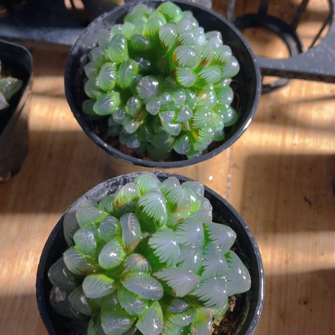 万象盆冰灯群多肉多肉一颗